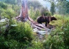 Медведям в Катунском заповеднике хорошо!